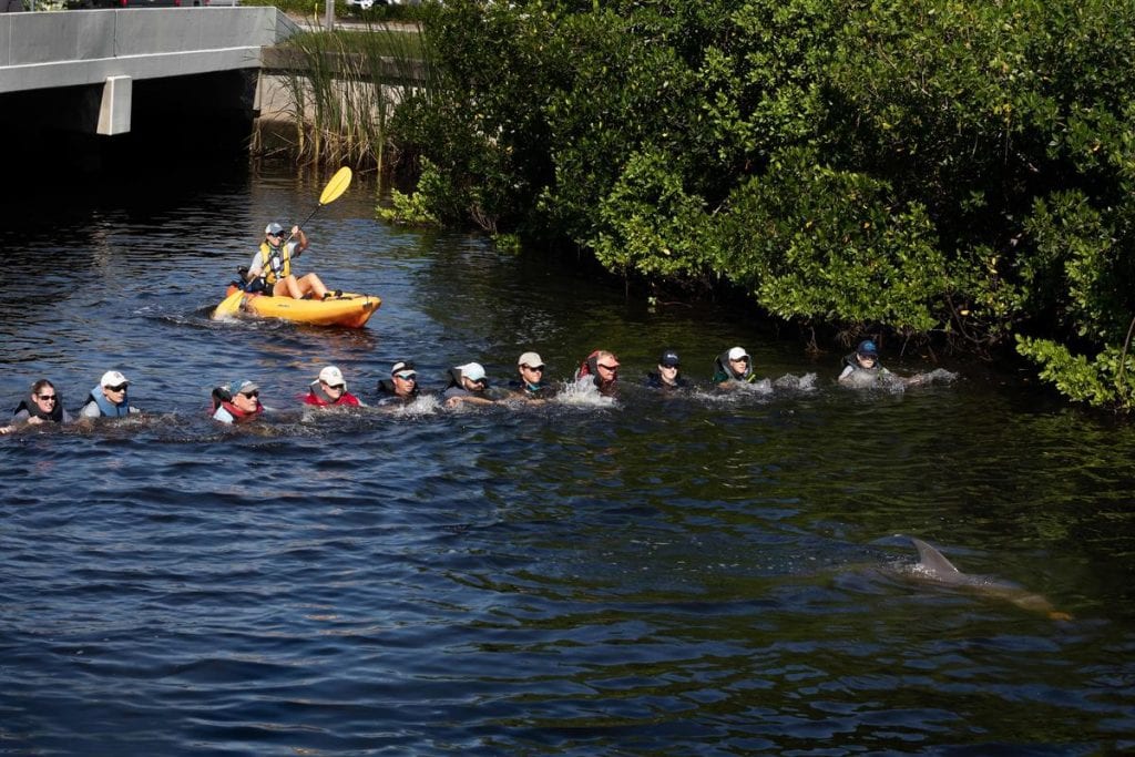 rescue team forming human chain to help dolphins