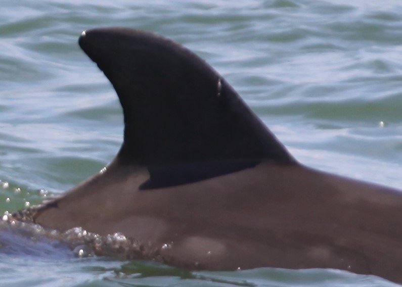 Duke, wild bottlenose dolphin