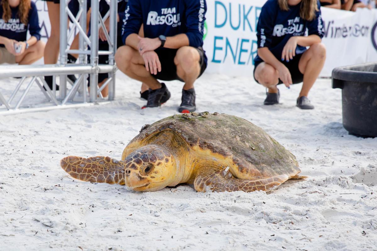 Nitro, loggerhead sea turtle release