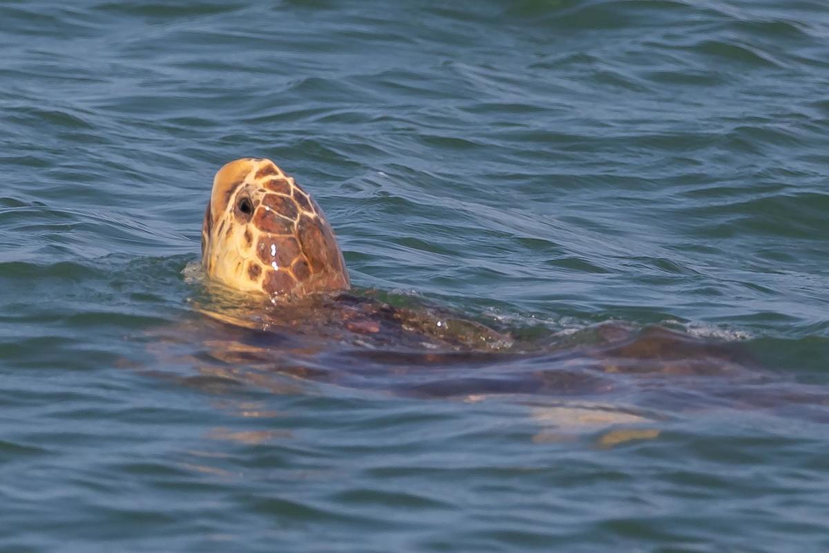 Nitro, loggerhead sea turtle swimming after release