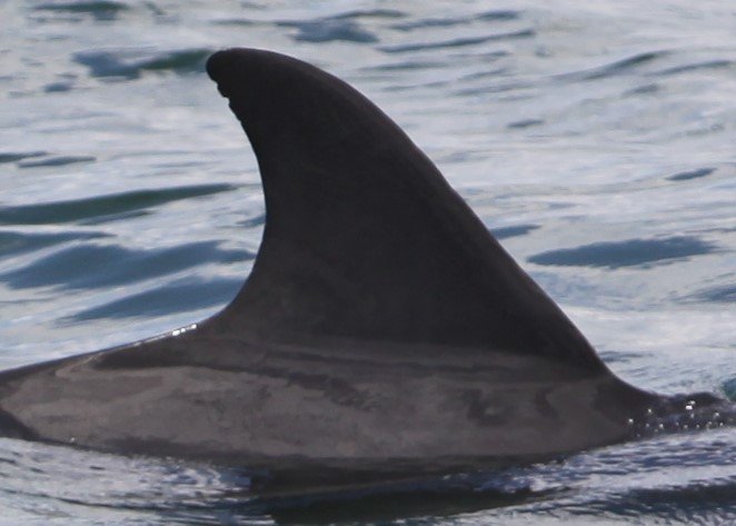 Ruby, bottlenose dolphin