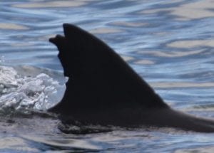 Sparta, dolphin dorsal fin