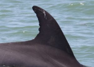 Tidal, bottlenose dolphin dorsal fin
