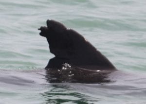 Troy, dolphin dorsal fin