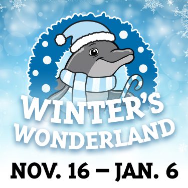 Winter's Wonderland