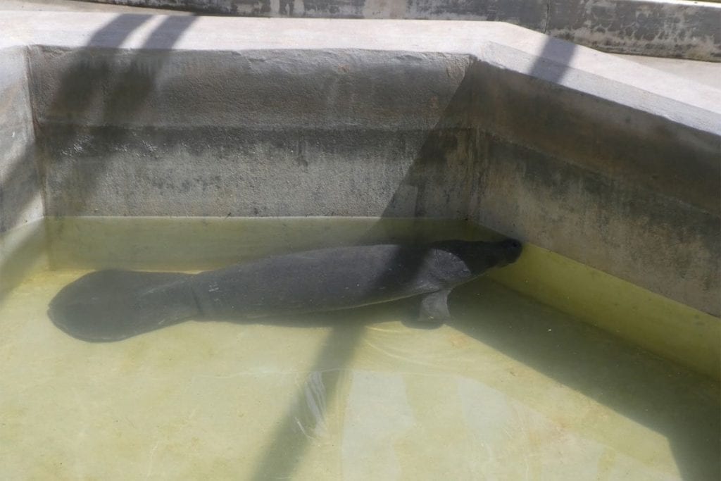 manatee calf at rehab center in Belize.