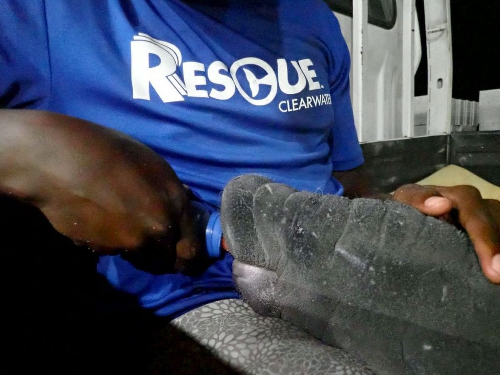 Feeding rescued manatee calf