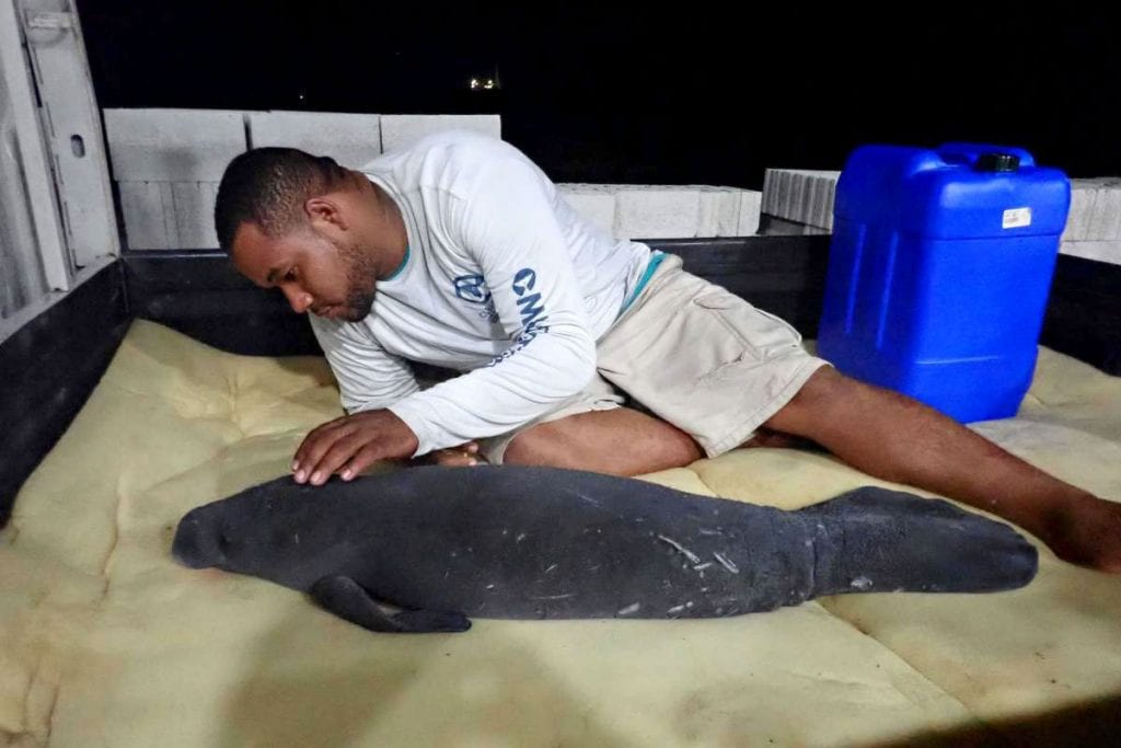 Rescued manatee calf being transported