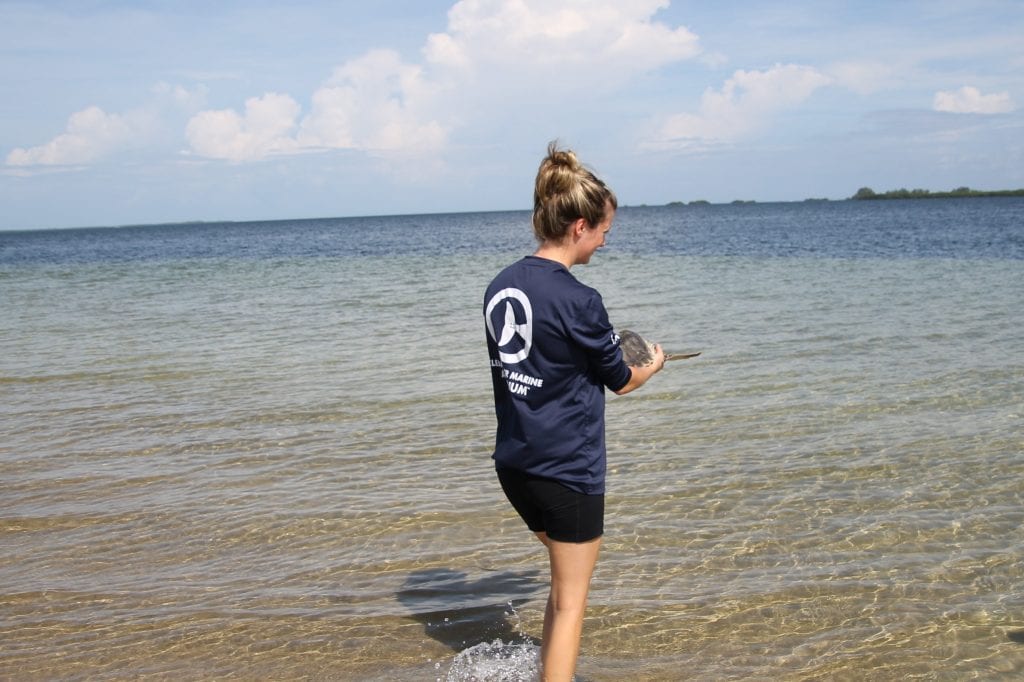 Flip, sea turtle release