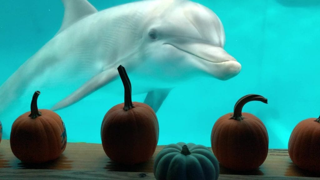 Hope, dolphin with pumpkins at the window