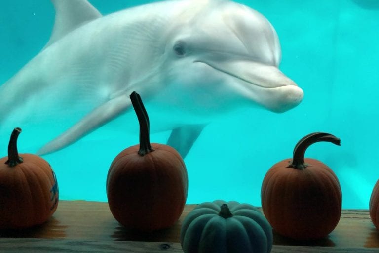 Hope, dolphin with pumpkins at the window