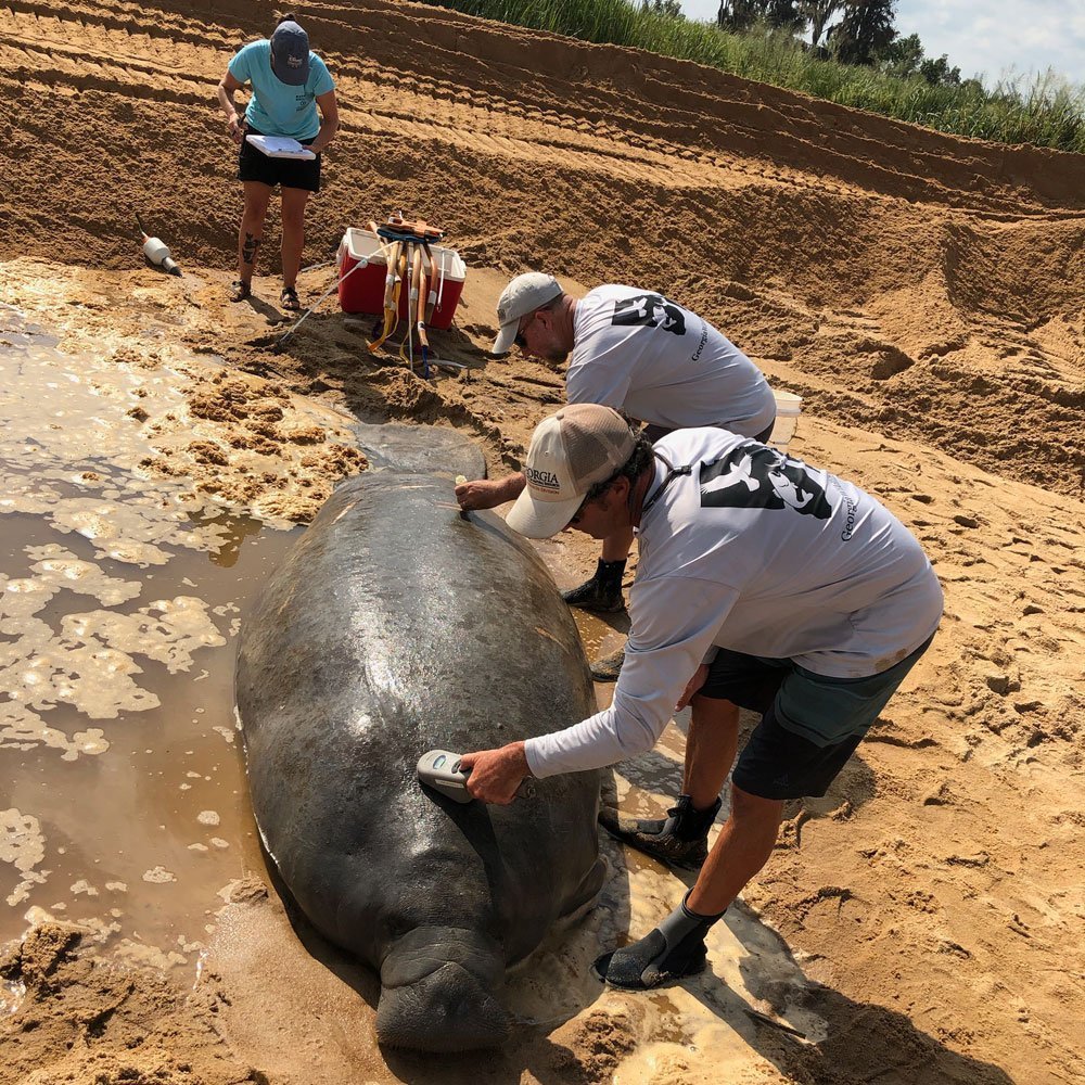 Rescuers responding to stranded manatee