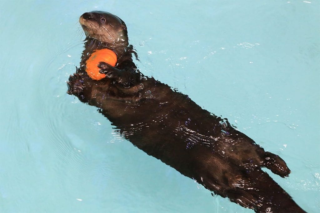 otter with pumpkin