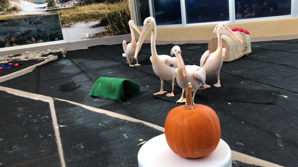 pelicans with pumpkin