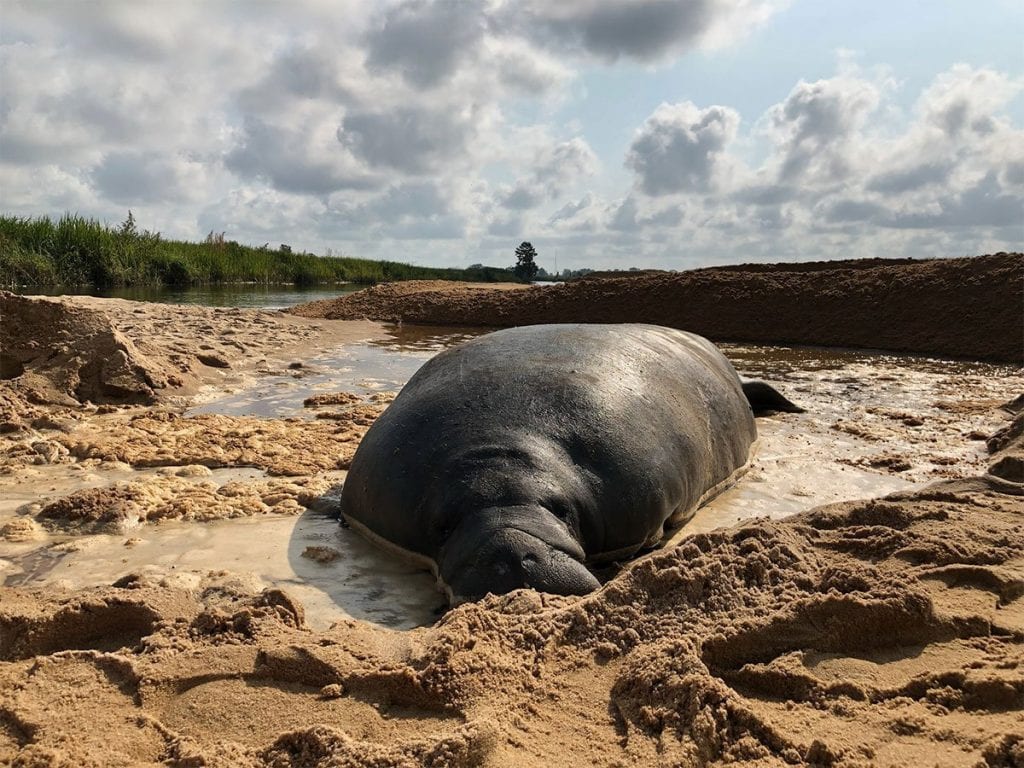 Stranded manatee