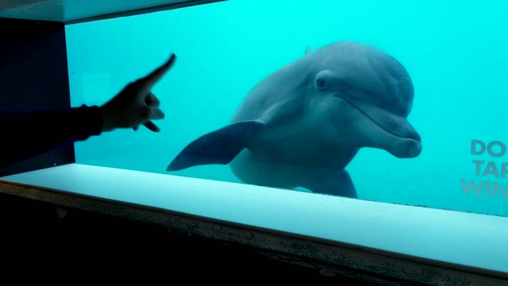 Nicholas the dolphin at underwater window