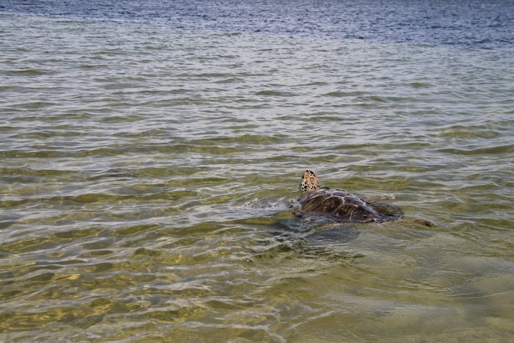 Xavier, green sea turtle released