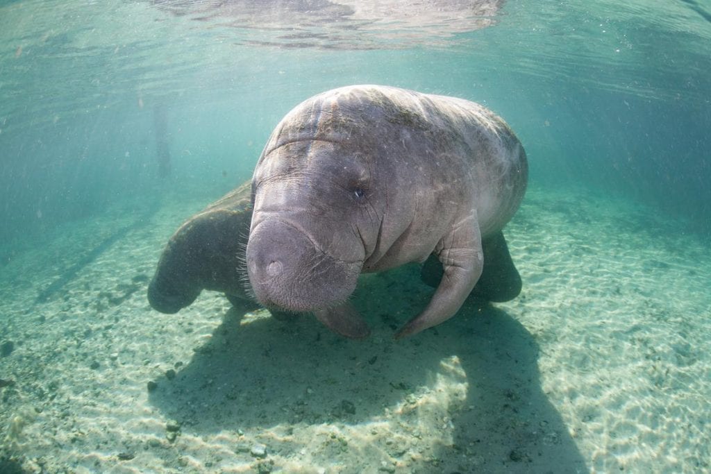 manatee pair underwater