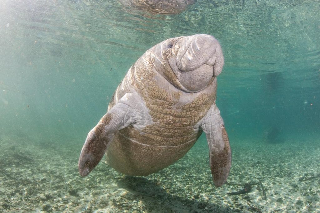 Manatee underwater