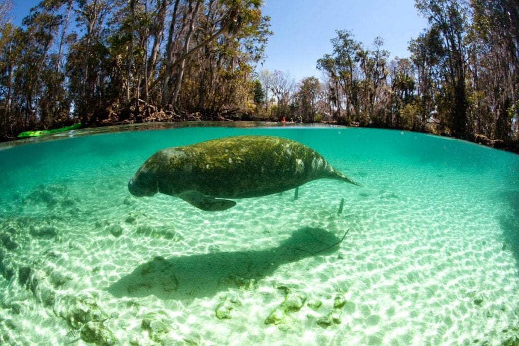 Manatee swimming by