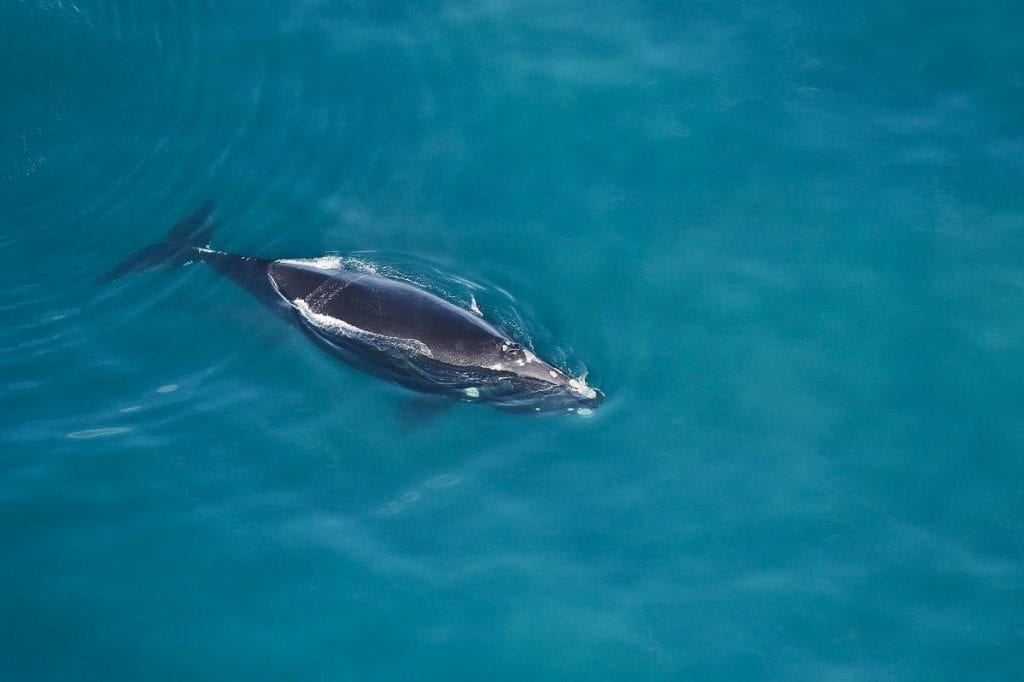 North Atlantic right whale with calf