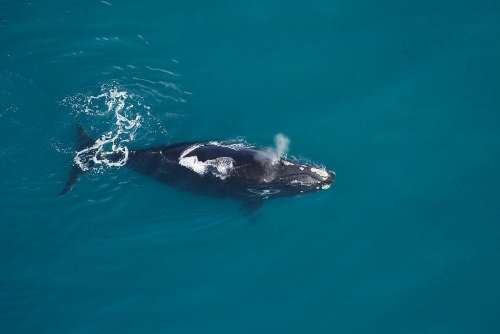 North Atlantic right whale with calf