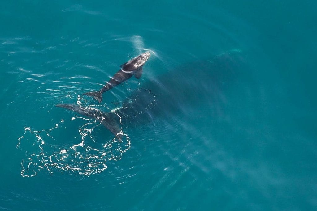 North Atlantic right whale with calf