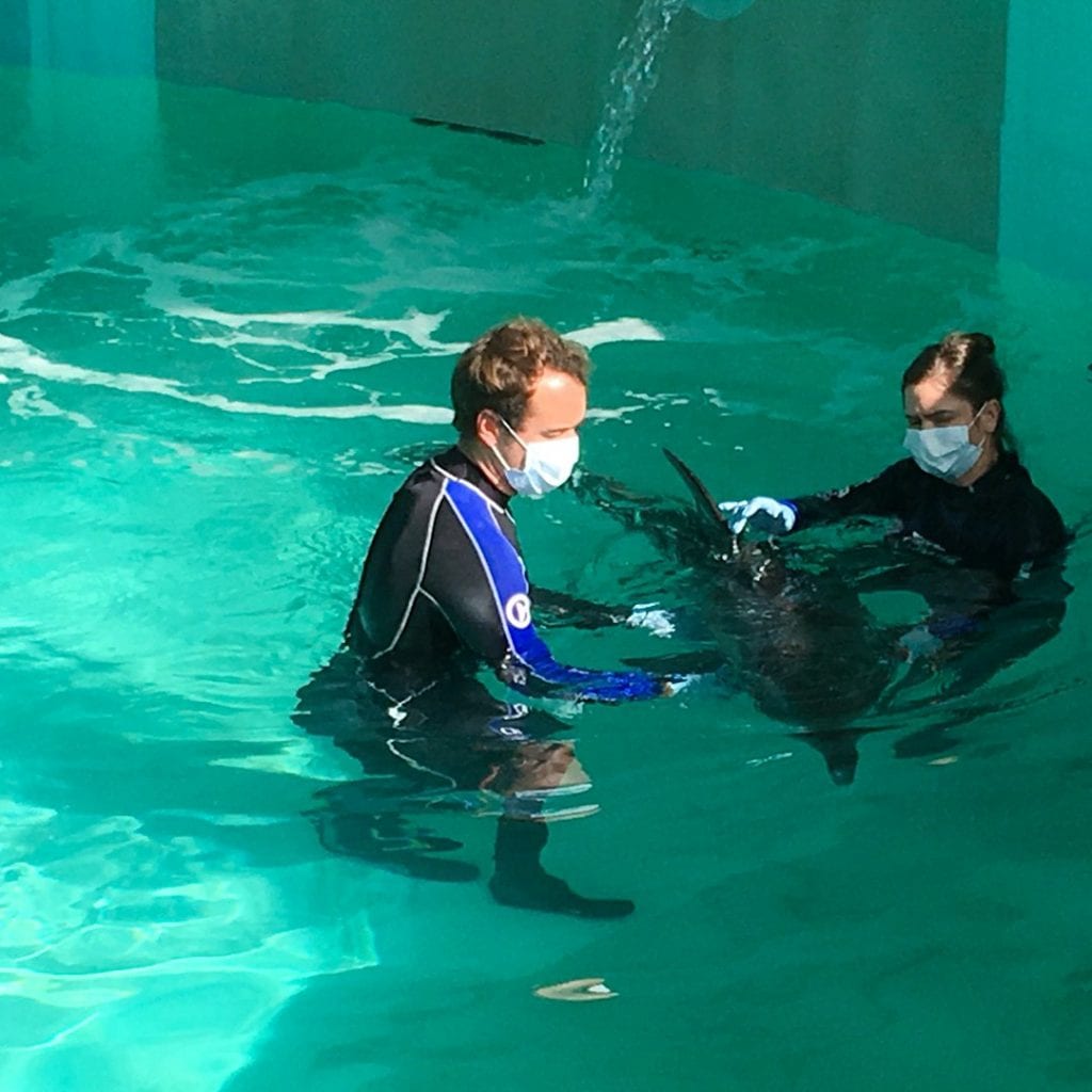 rescue team with rescued rough-toothed dolphin in rehab