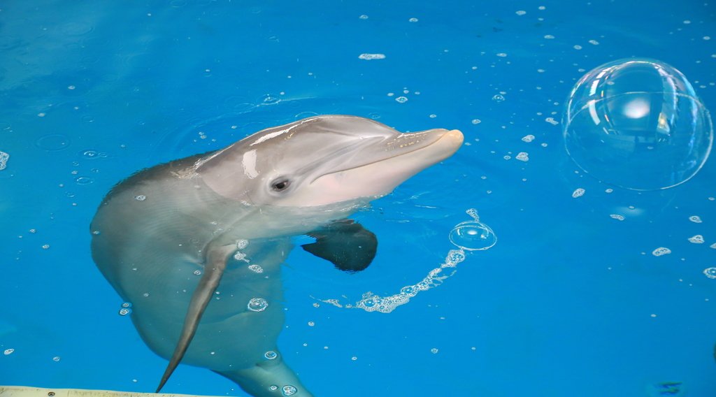 Winter, dolphin choosing between two reinforcement options