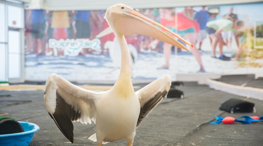 Matthew, pelican learning behavior