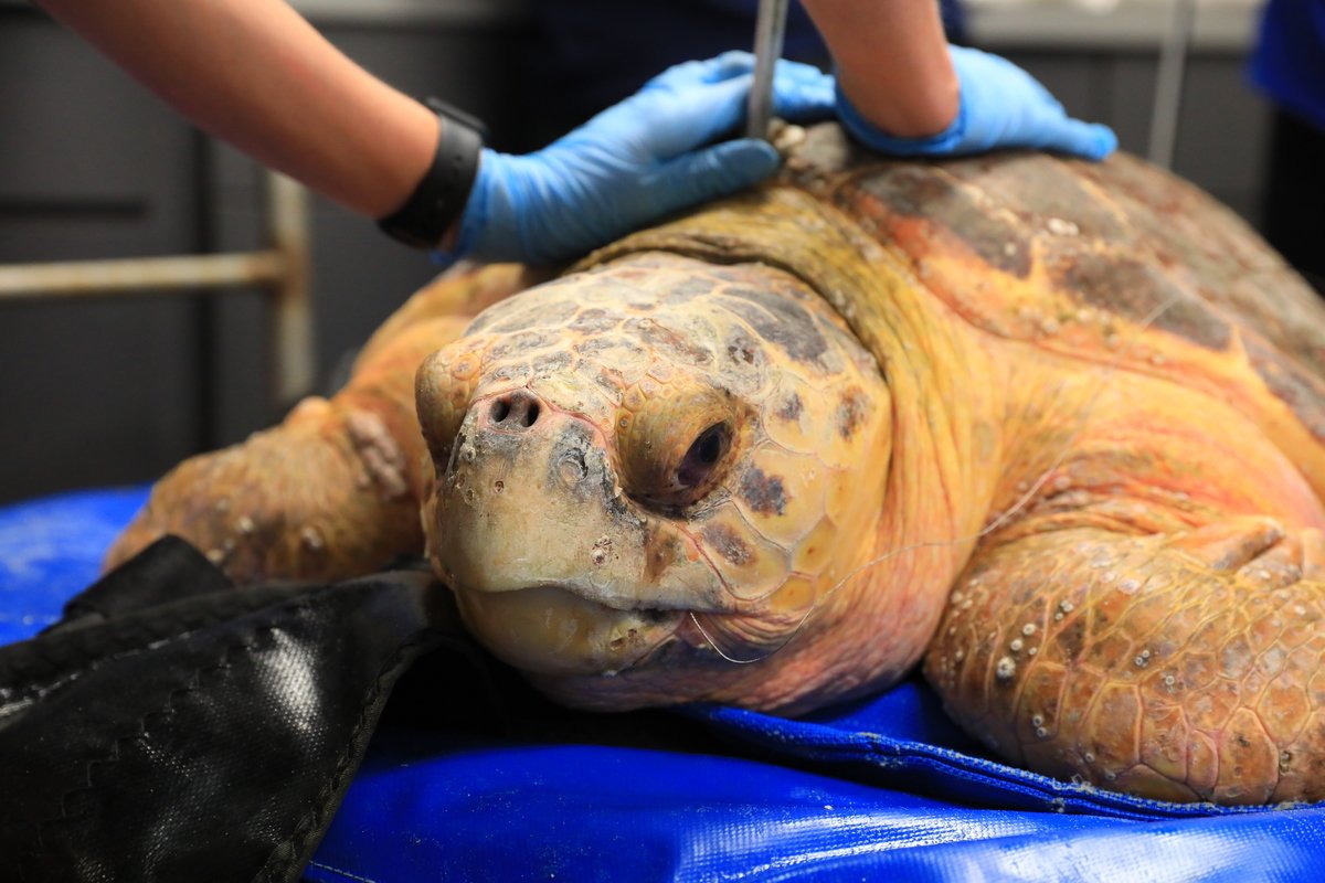 Scooter, loggerhead sea turtle after being rescued