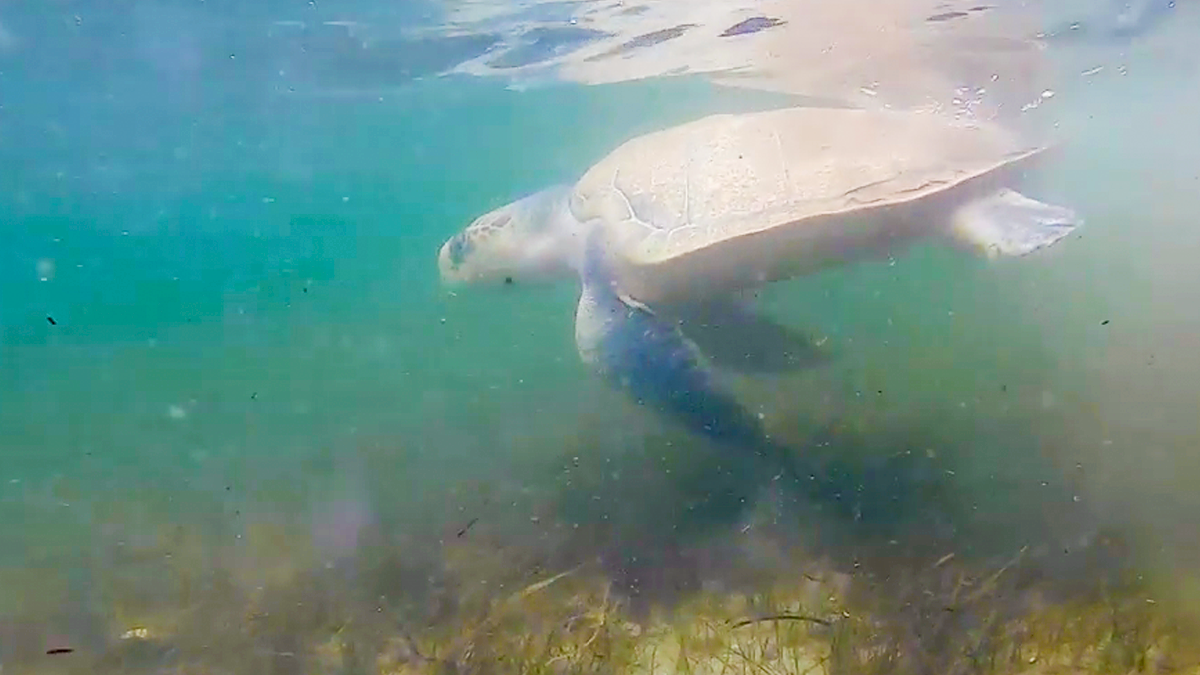 Charlie, Kemps ridley sea turtle released