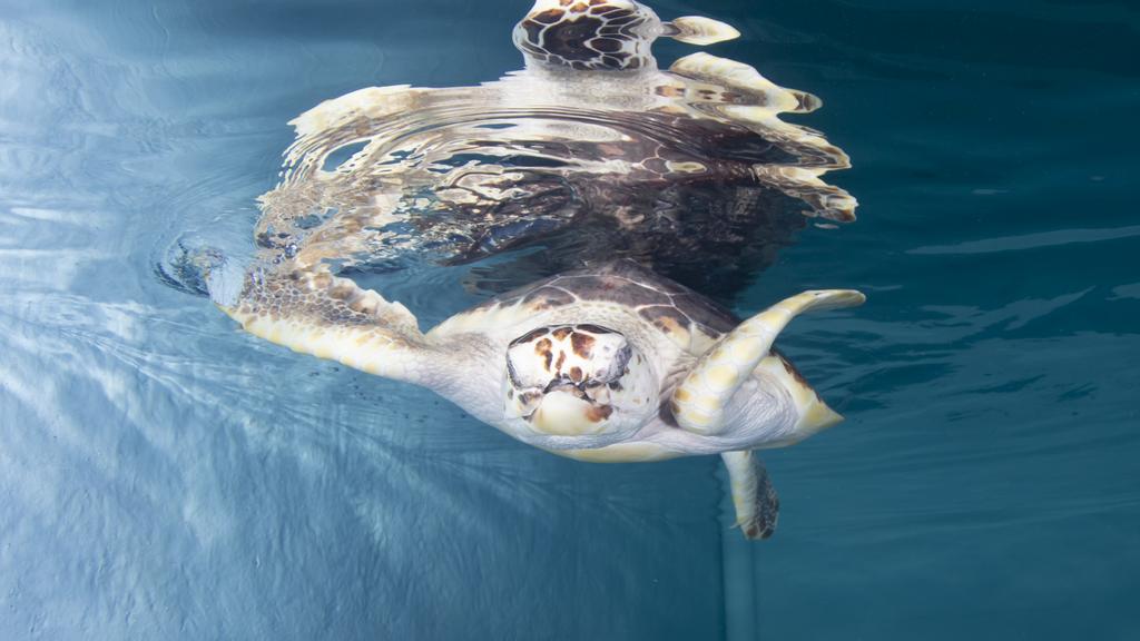 Snorkel, loggerhead sea turtle