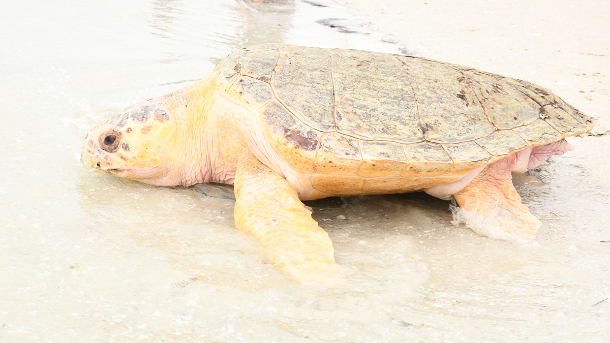 Scooter, loggerhead sea turtle released