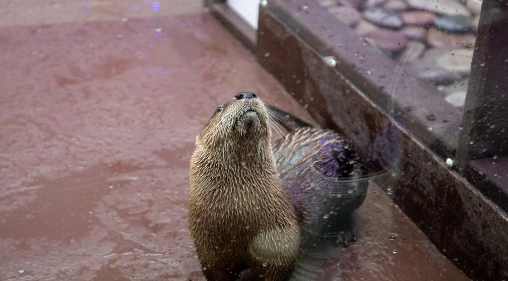 Boomer, otter learning stationing