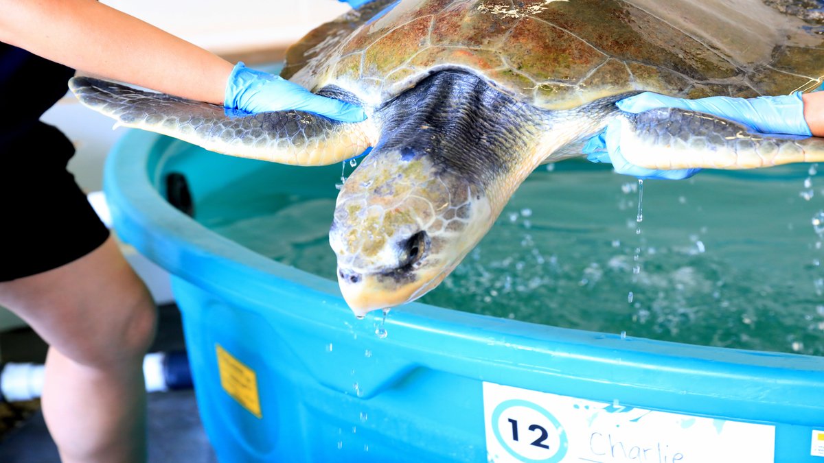 Charlie, a rescued Kemp's ridley sea turtle in rehab