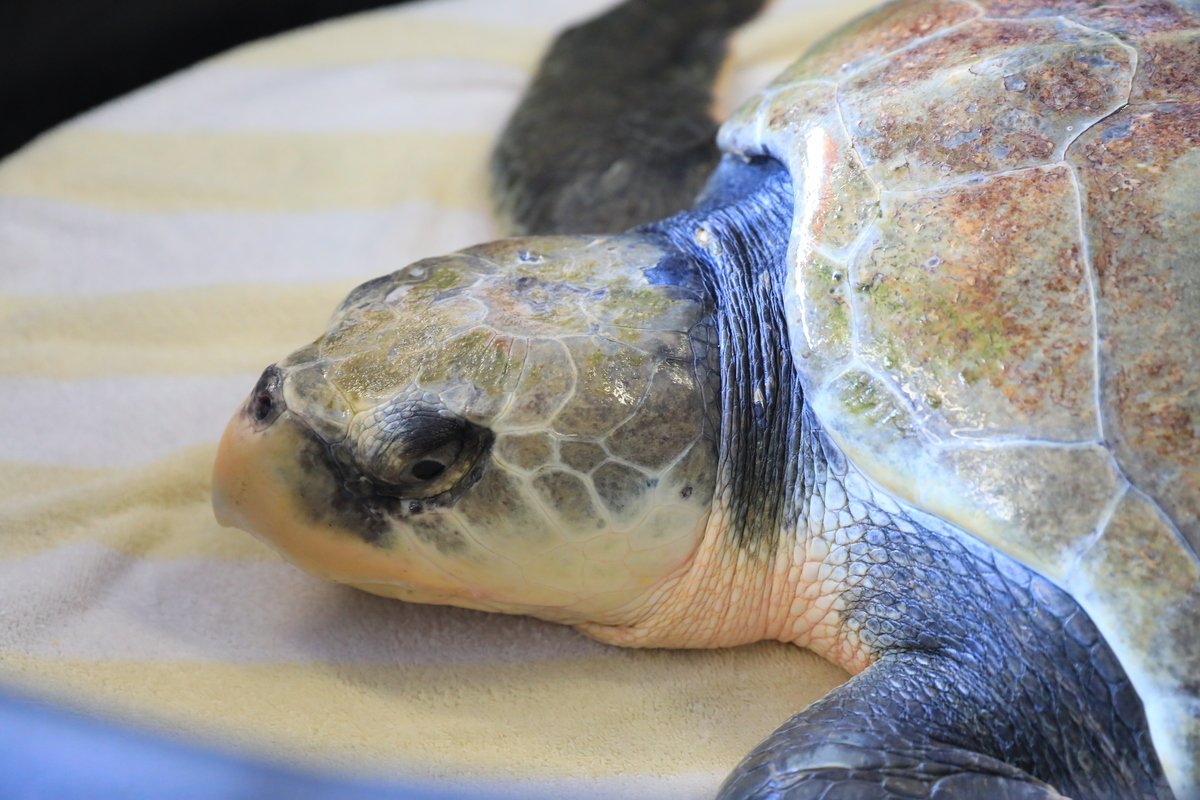 Charlie, a rescued Kemp's ridley sea turtle in rehab