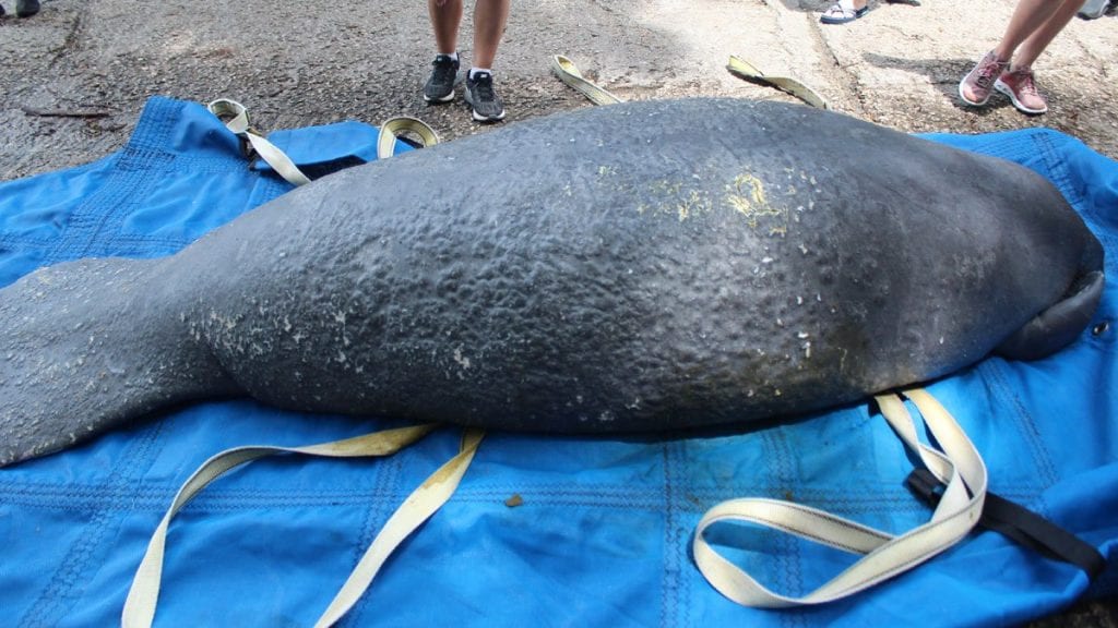 Leesburg manatee before release