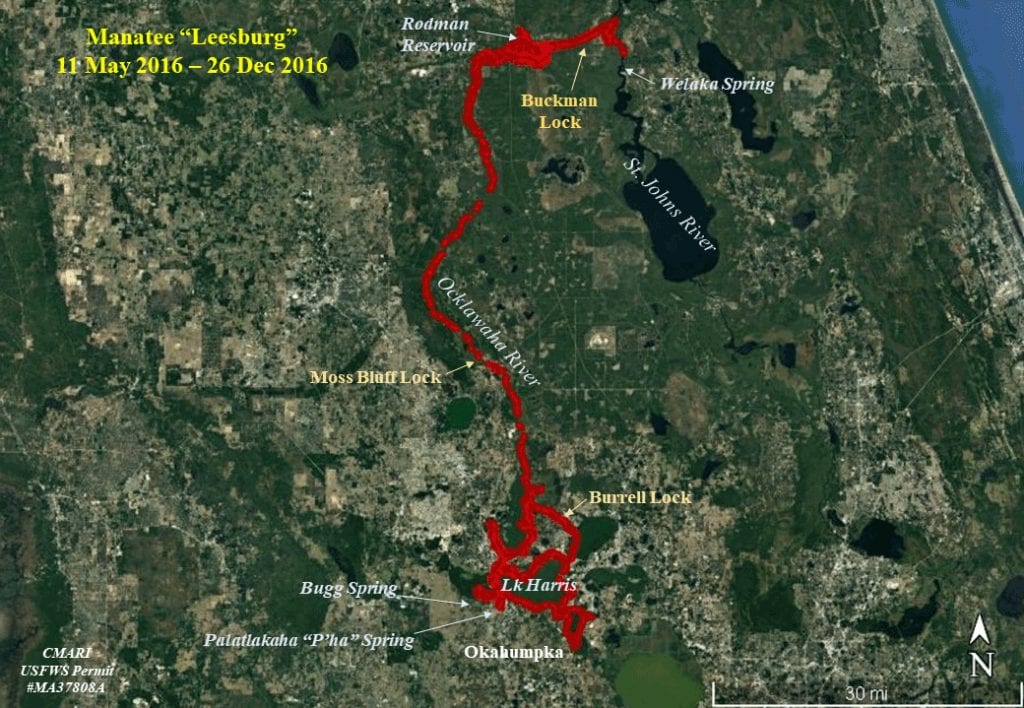 Map of Leesburg manatee tracking in the Ocklawaha River system.