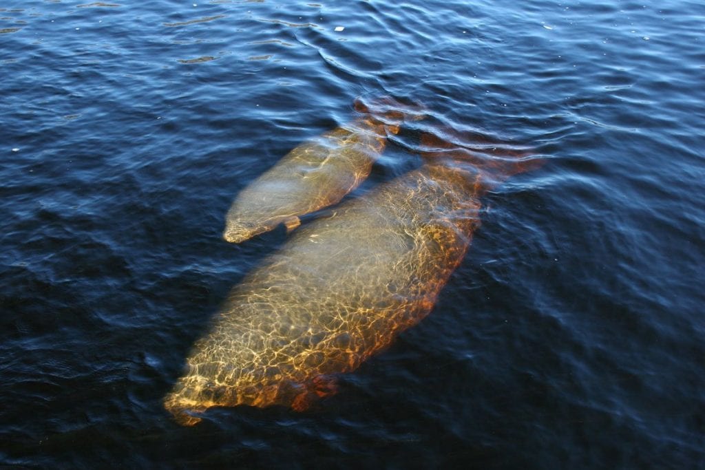 Leesburg manatee with calf