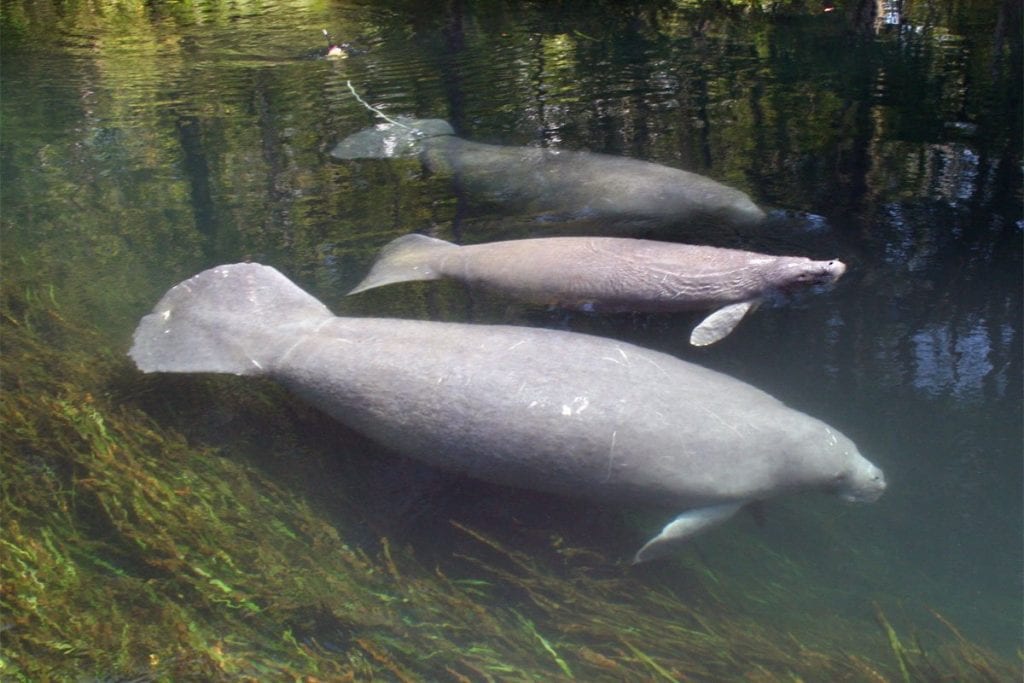 Leesburg manatee with calf