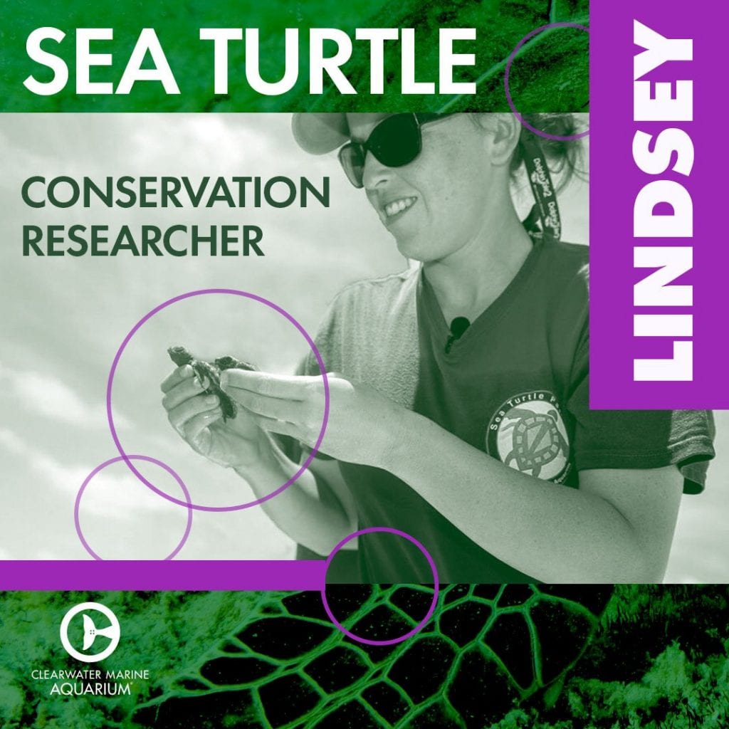 Lindsey, sea turtle conservation researcher