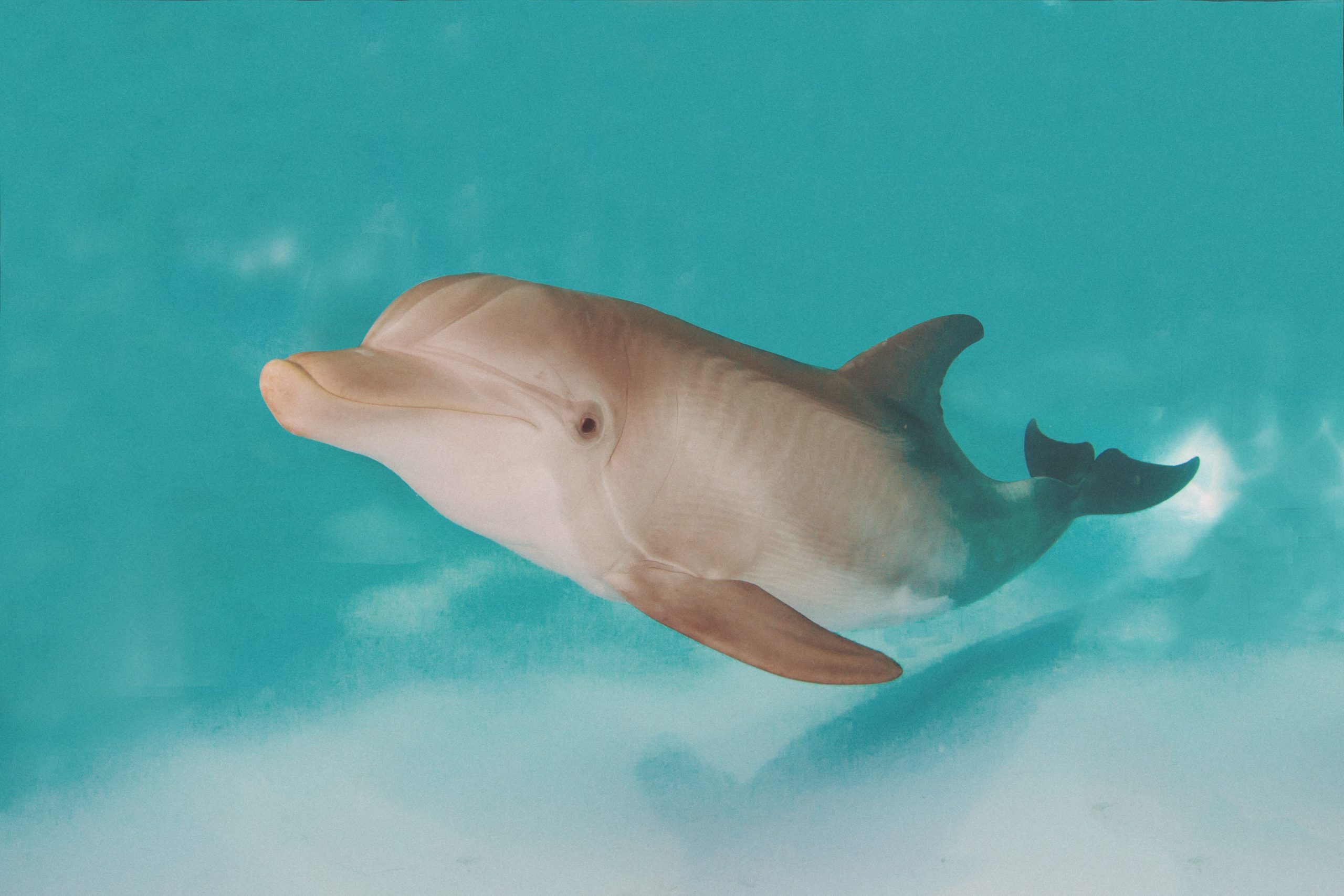 Hope the Dolphin - Clearwater Marine Aquarium