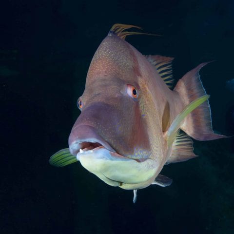 Aquarium Hog Fish