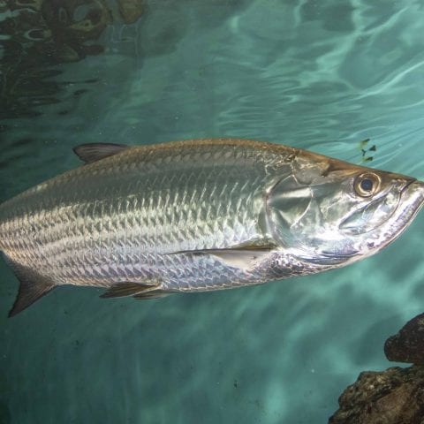 Aquarium Tarpon Fish