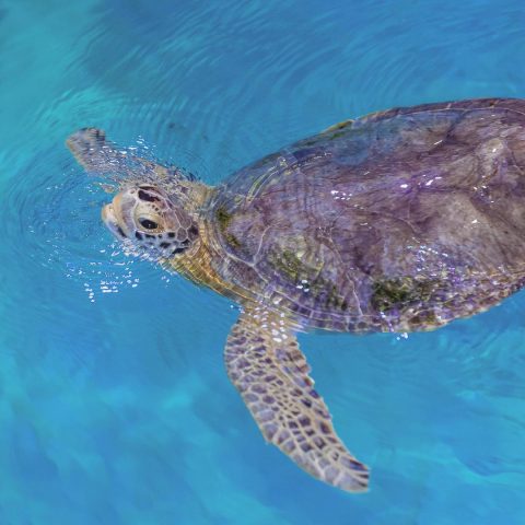 Boba, sea turtle