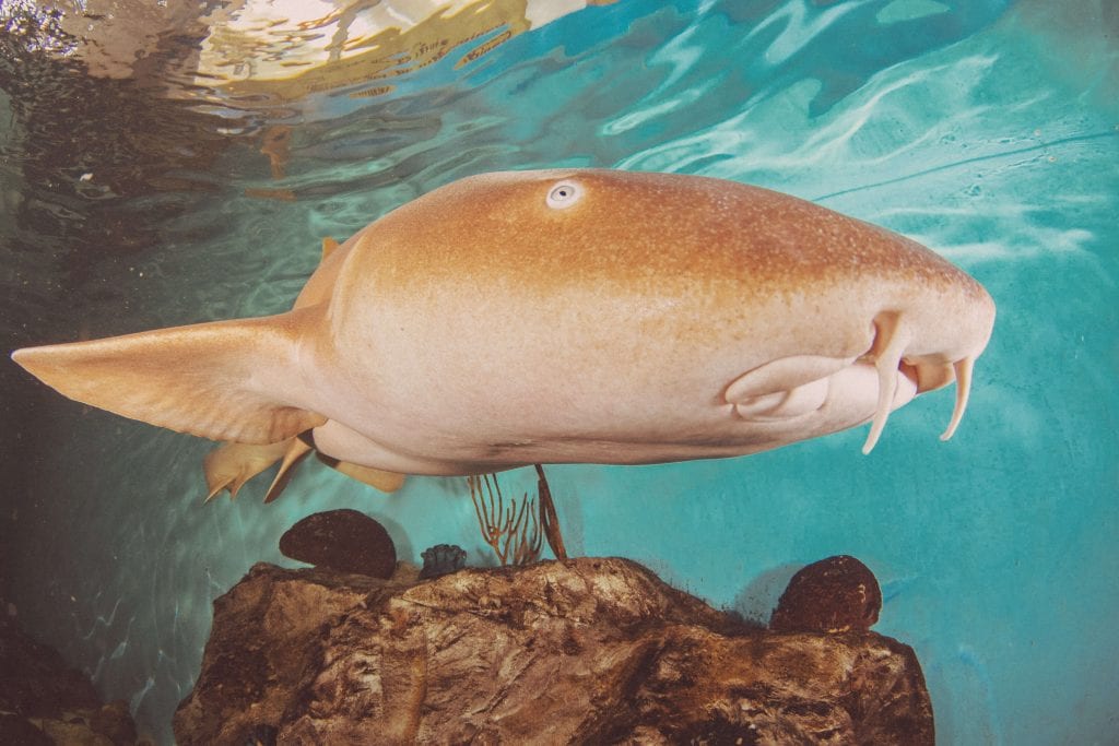 CMA Resident Nurse Shark