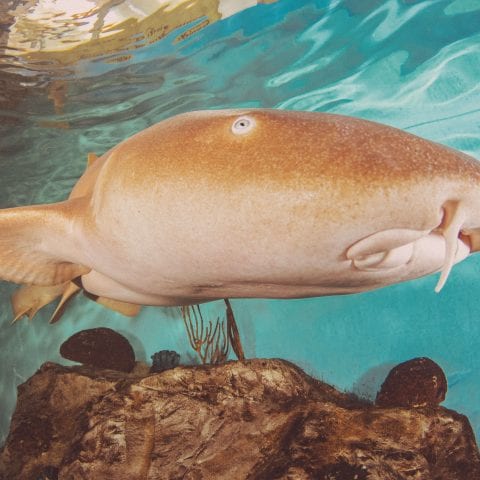 CMA Resident Nurse Shark