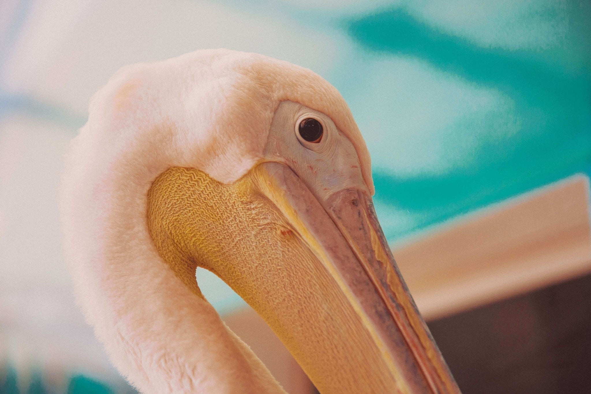 Pelican Cam Clearwater Marine Aquarium