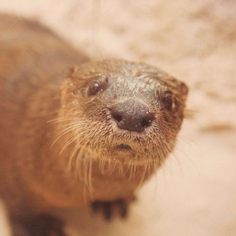 CMA River Otter